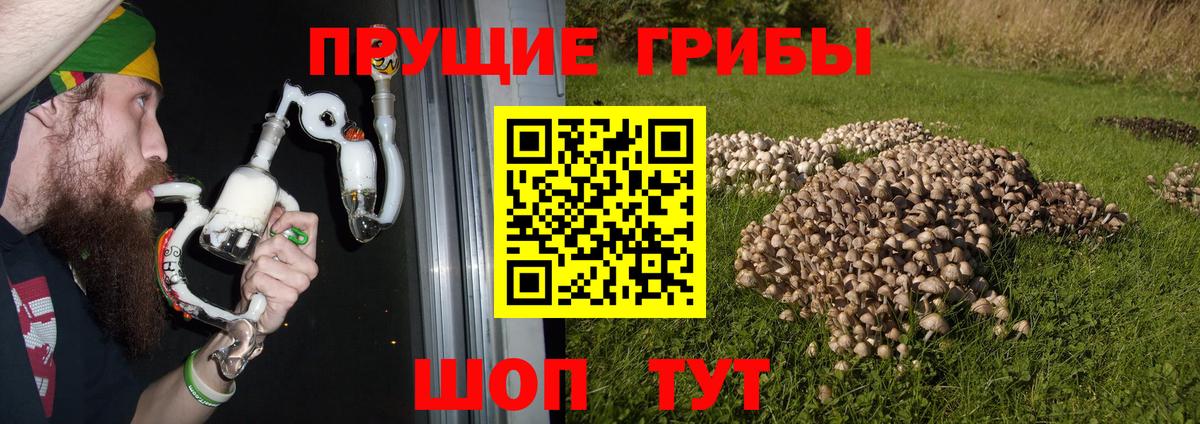 Люберцы  как найти   Вход с VPN  Галлюциногенные грибы прущие грибы 